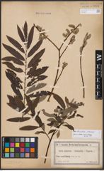 Salix burjatica Nasarow